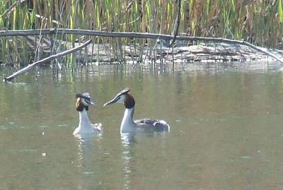 Прикрепленное изображение: su1.jpg